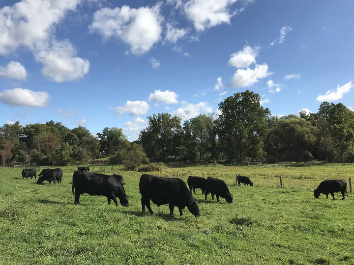 Black Angus Cattle Promoting Animal Welfare Regulations