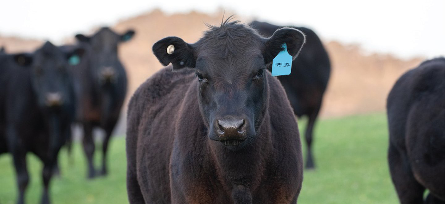 Cattle Photo Promoting Animal Welfare Regulations