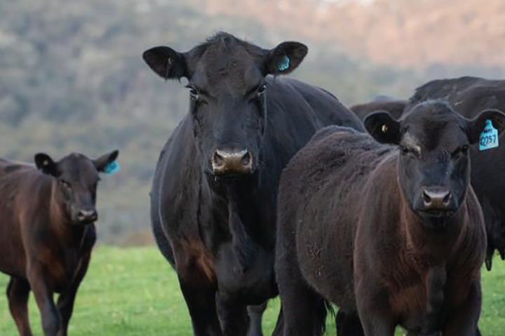 Temple Grandin Responsible<br>Cattle Care Program